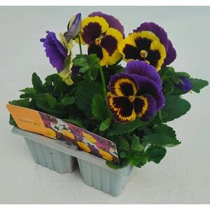 Pansy Yellow Purple Wing Cellpak