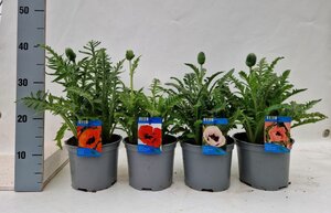 Papaver mix