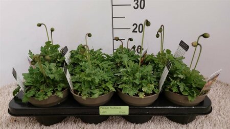 Papaver nudicaule  P13