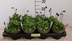 Papaver nudicaule  P13