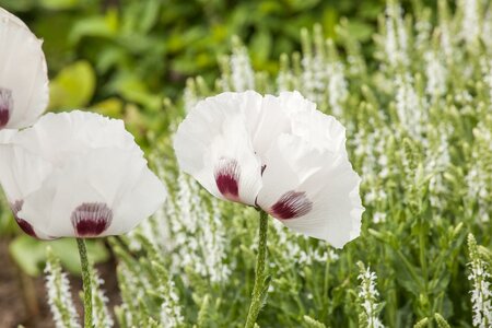 Papaver or. Perry's White