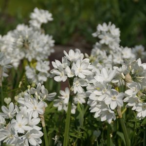 Paperwhites Narcissus Taz. Ziva