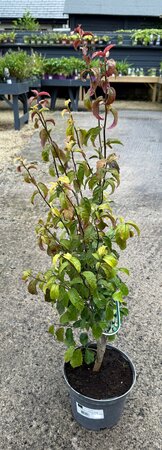 PARROTIA P. PERSIAN SPIRE