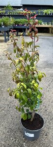PARROTIA P. PERSIAN SPIRE