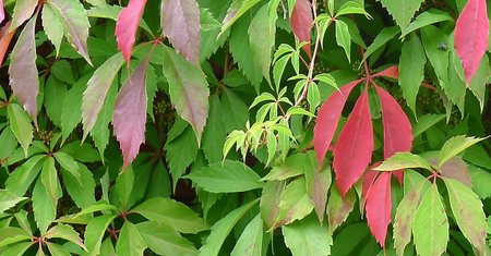 PARTHENOCISSUS Q. ENGLEMANII