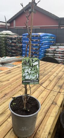 PARTHENOCISSUS Q. STAR SHOWERS