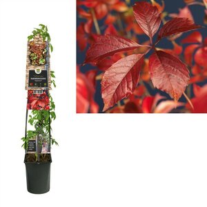 Parthenocissus qui engelmannii