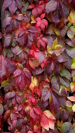 PARTHENOCISSUS QUINQUEFOLIA