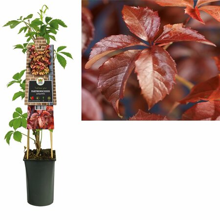 Parthenocissus quinquefolia