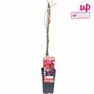 Parthenocissus quinquefolia single cane (60 cm)