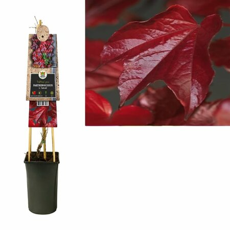 Parthenocissus tricus. 'Veitchii'