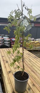 PASSIFLORA C. CONSTANCE ELLIOTT