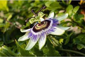 PASSIFLORA IN VARIETIES (H)