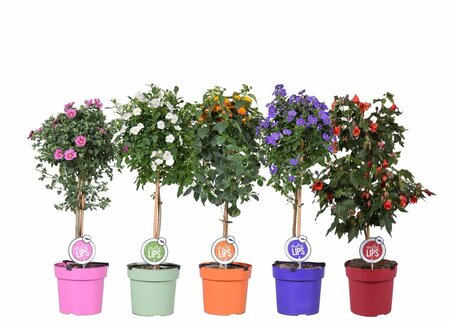 Patio plant mix 19, stem