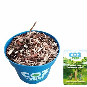 Paulownia elongata 'Futuro'®  2 Ltr pot
