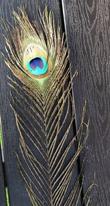 Peacock feather - image 2