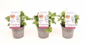 Pelargonium citr. 'Orange Fizz'