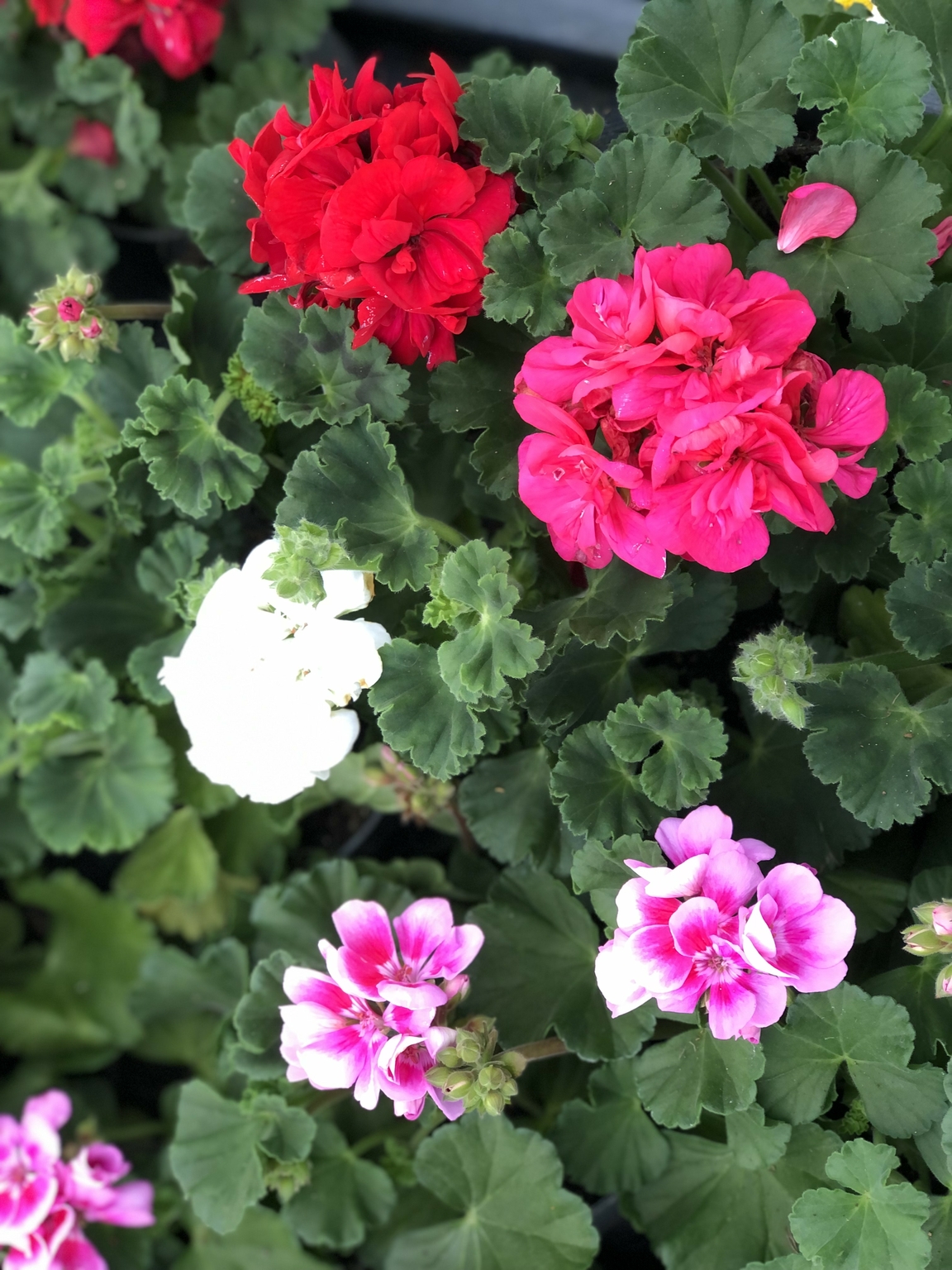 Pelargonium zon Mix Shelves LongLife D and M Garden Centre