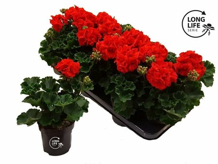Pelargonium (zonal) dark red