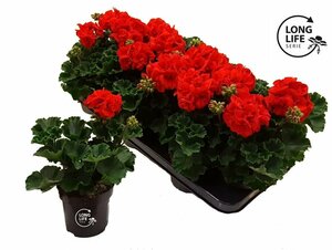Pelargonium (zonal) dark red
