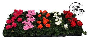 Pelargonium zonal mix