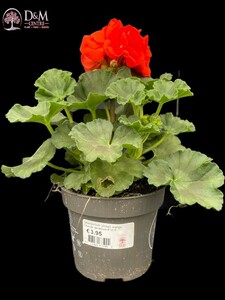 Pelargonium (zonal) orange - image 2