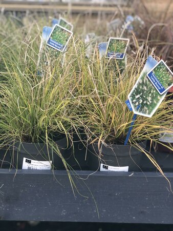 PENNISETUM A. LITTLE BUNNY