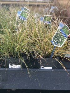 PENNISETUM A. LITTLE BUNNY