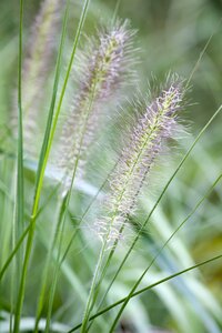 Pennisetum alopecuroides 'Cassian'