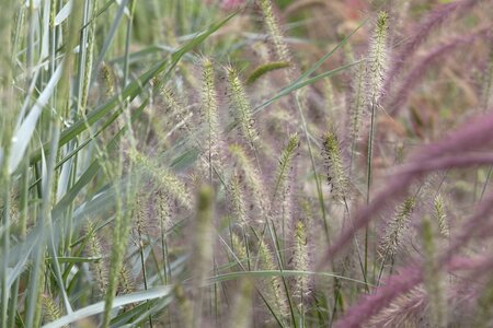 Pennisetum alopecuroides 'Moudry'
