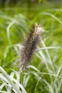 Pennisetum alopecuroides var.viridescens