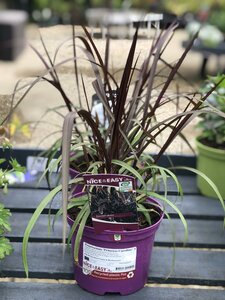 Pennisetum 'Princess Caroline' ®