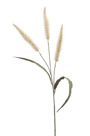pennisetum spray x 3