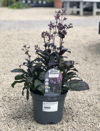 PENSTEMON digitalis Midnight Masquerade