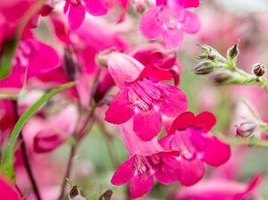 Penstemon 'Garnet'