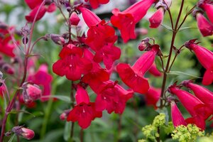 PENSTEMON IN VARIETIES