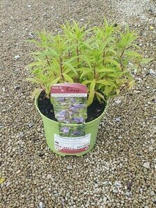 Penstemon 'Lady Hamilton'