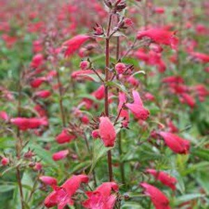 Penstemon Lilliput