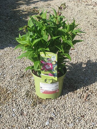 Penstemon Polaris Purple