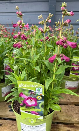 Penstemon Polaris Purple