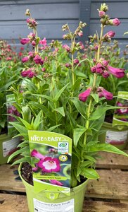 Penstemon Polaris Purple