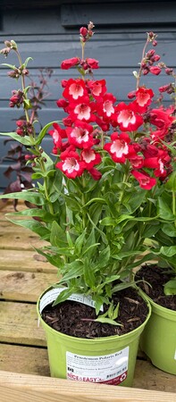 Penstemon Polaris Red - image 2
