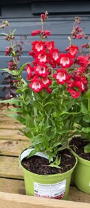 Penstemon Polaris Red - image 2