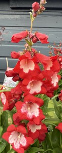 Penstemon Polaris Red - image 2