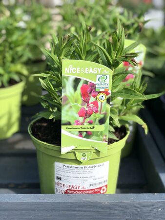 Penstemon Polaris Red