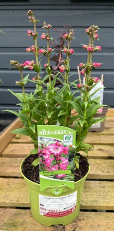 Penstemon Polaris Rose