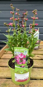 Penstemon Polaris Rose