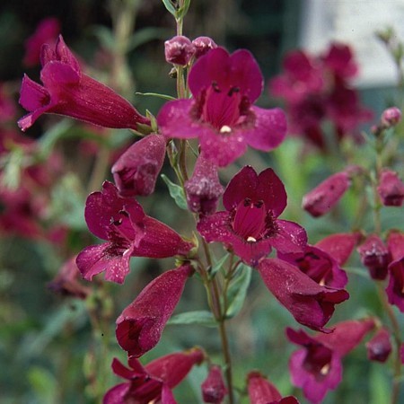 PENSTEMON Purple bedder