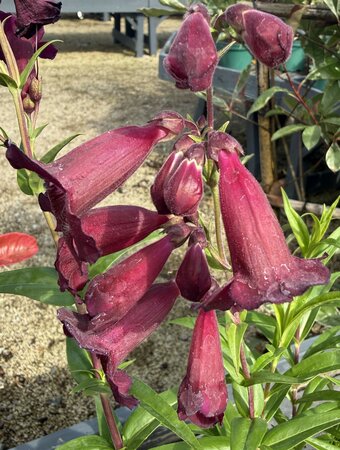 Penstemon 'Rich Ruby' - image 1