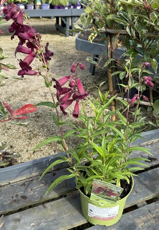 Penstemon 'Rich Ruby' - image 2